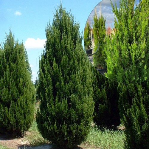 Juniperus chinensis 'Spartan' - Hiina kadakas 'Spartan' P9/0,55L